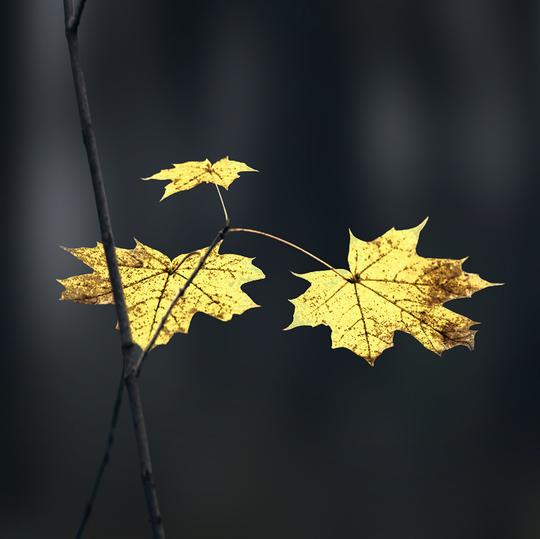 Autumn LUTs image