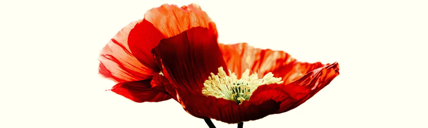 Irving Penn Tribute — slide 2